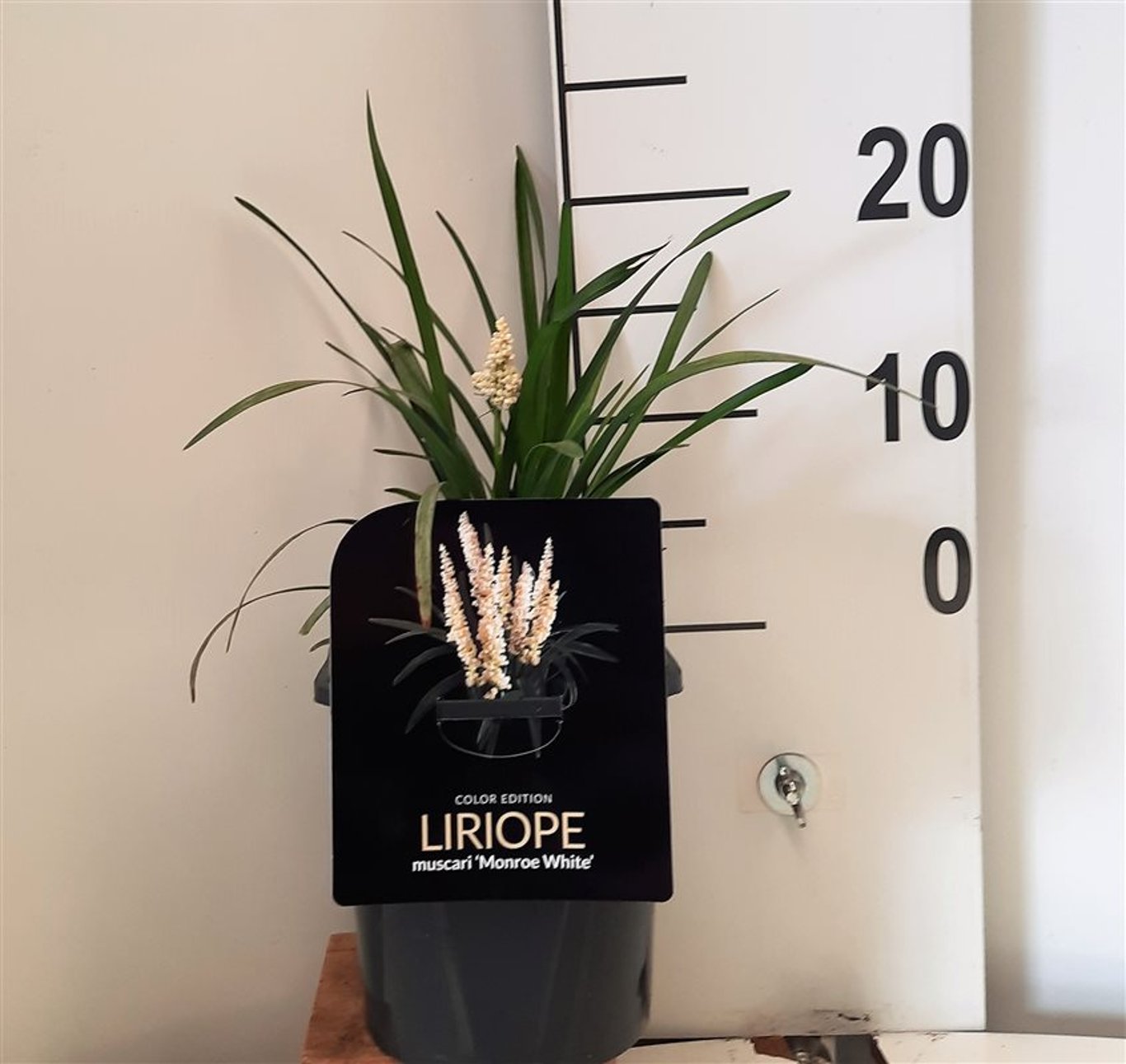Liriope muscari 'Monroe White' - C2 20-25 CM